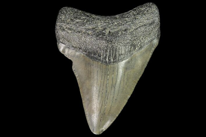 Juvenile Megalodon Tooth - Georgia #101429